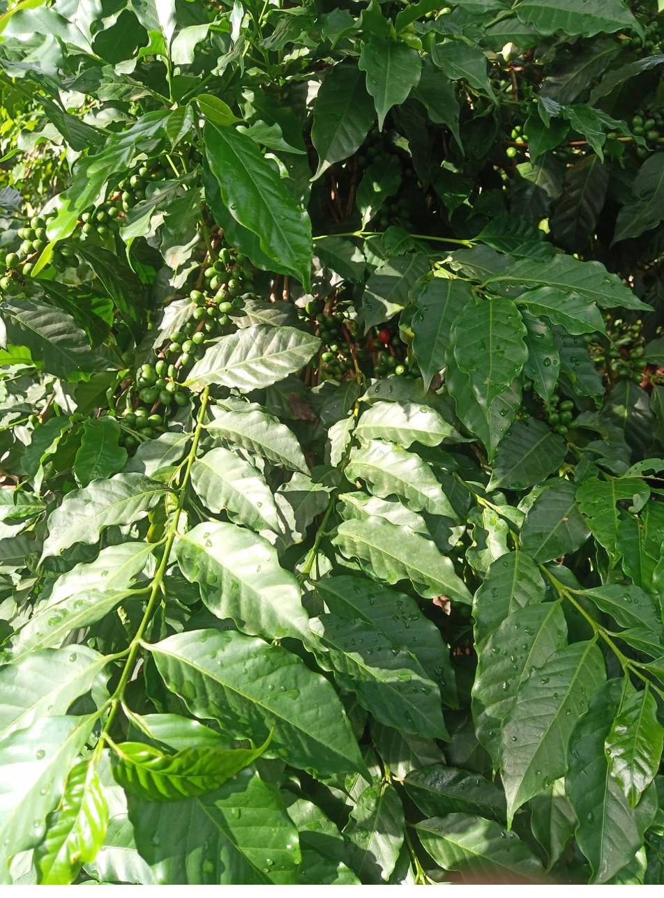 Ripening coffee cherries and dew-covered leaves