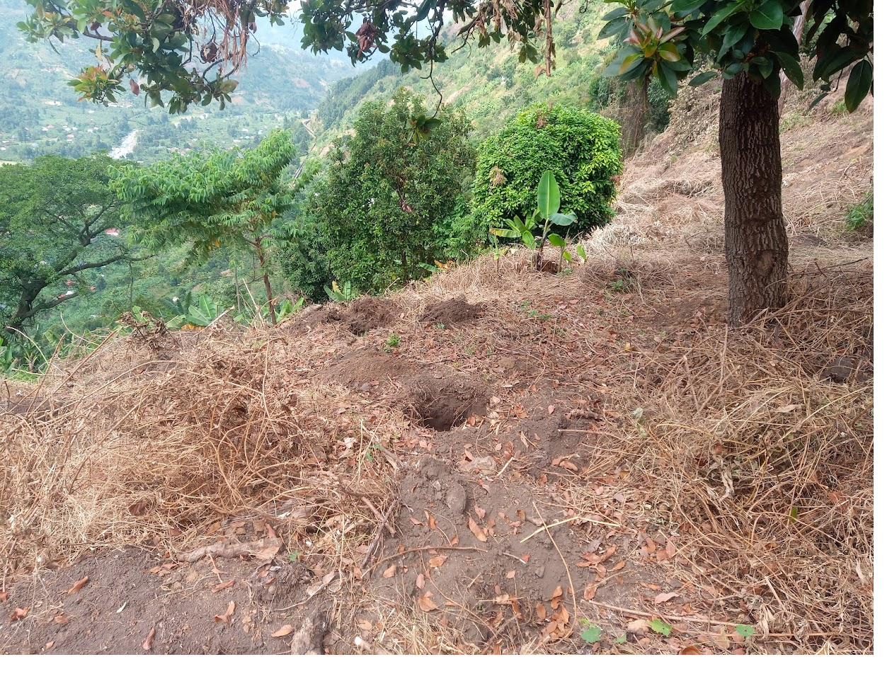 Prepared soil with planting holes dug ready for young Arabica trees