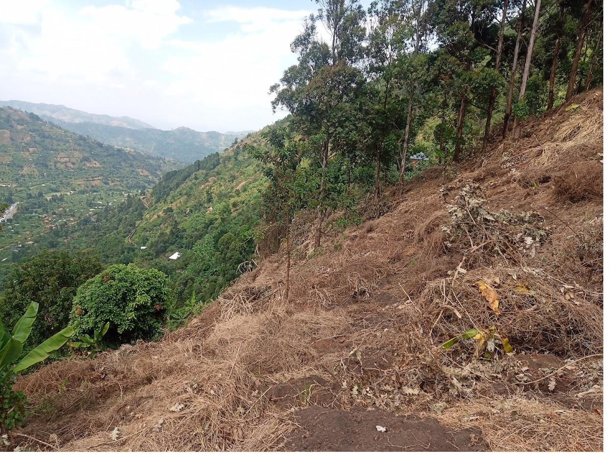 Estate hillside cleared and prepared for new coffee planting, overlooking the Rwenzori valley