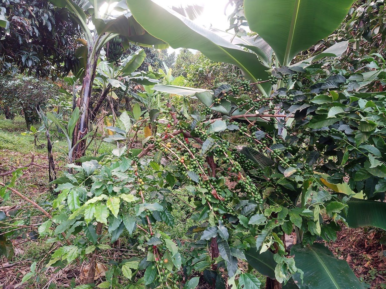 Sunlit coffee bushes with ripening cherries under banana shade
