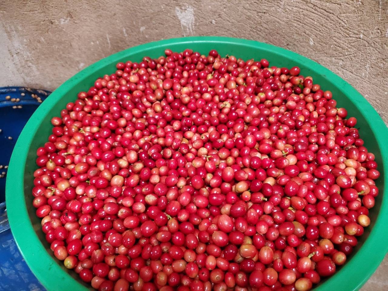 A basin of freshly picked ripe red coffee cherries