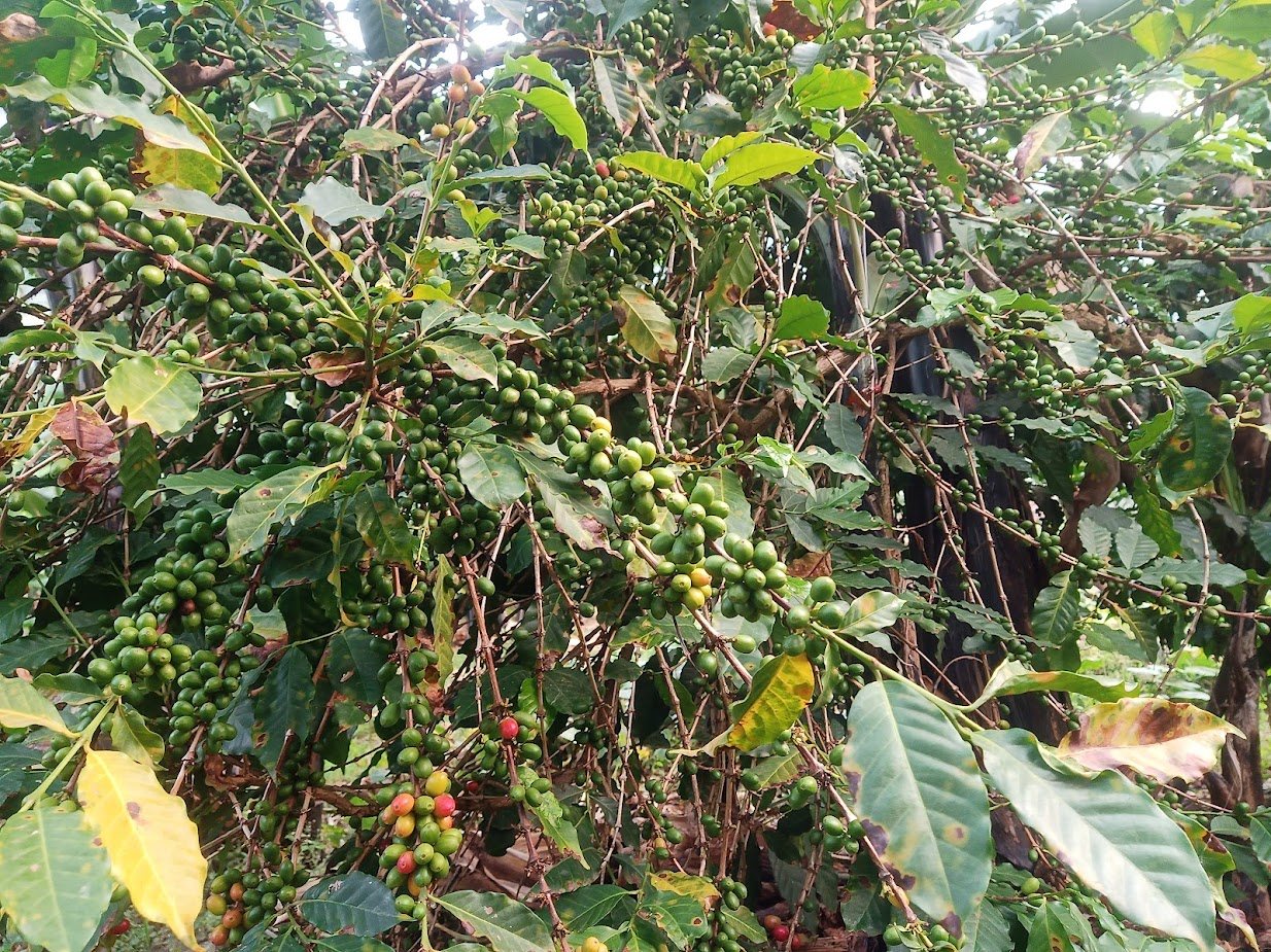 A coffee tree on the estate laden with ripening cherries