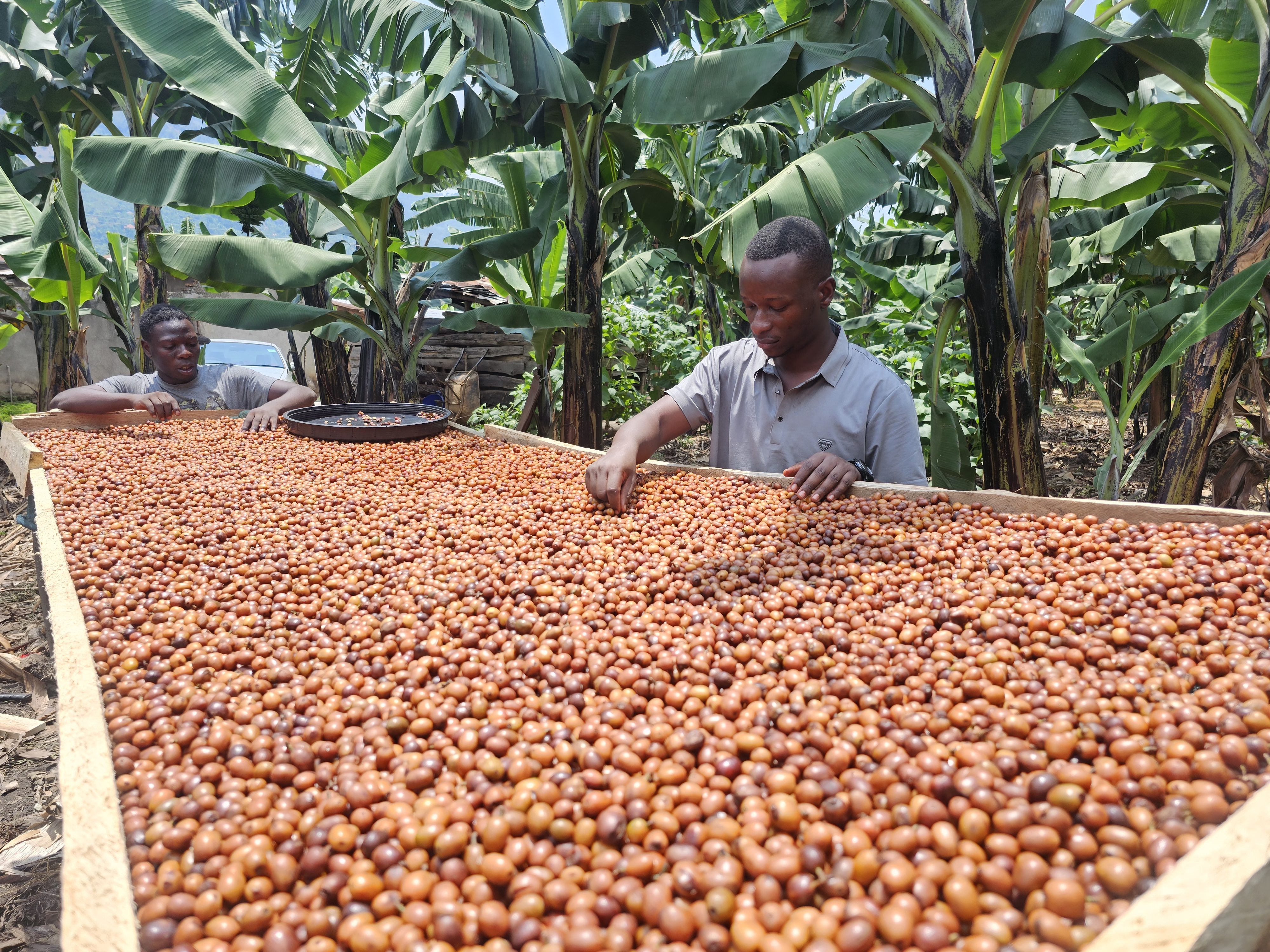 Workers turning and sorting coffee cherries on the estate's raised drying beds