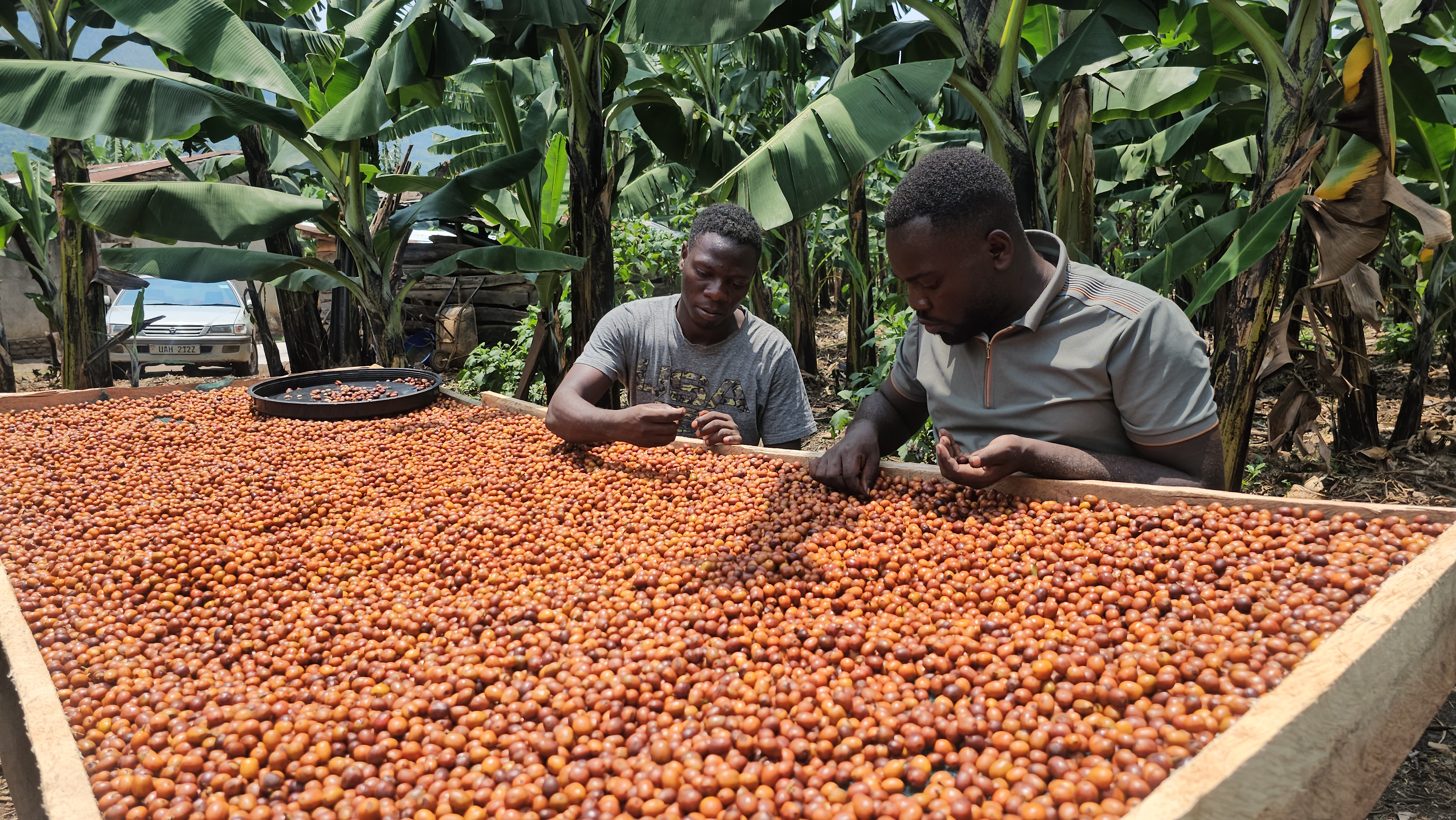 Estate workers hand-sorting coffee cherries on the raised drying beds under banana shade