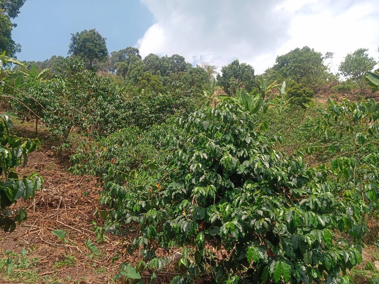 Healthy green coffee bushes on a cleared slope with forest behind