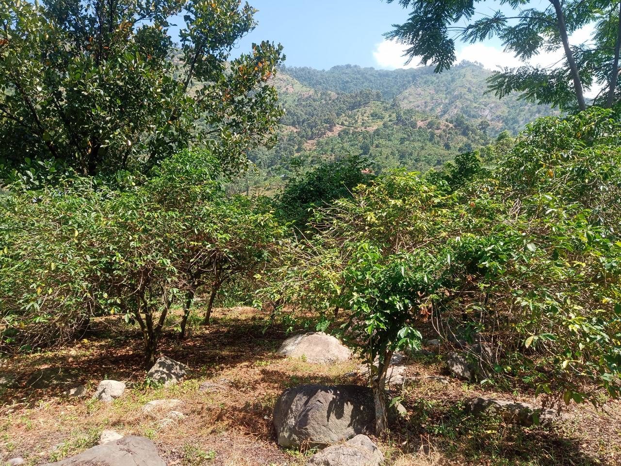 Established coffee trees with the Rwenzori ridgeline in the background
