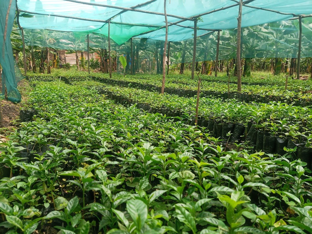 The estate nursery under green shade netting, rows of coffee seedlings