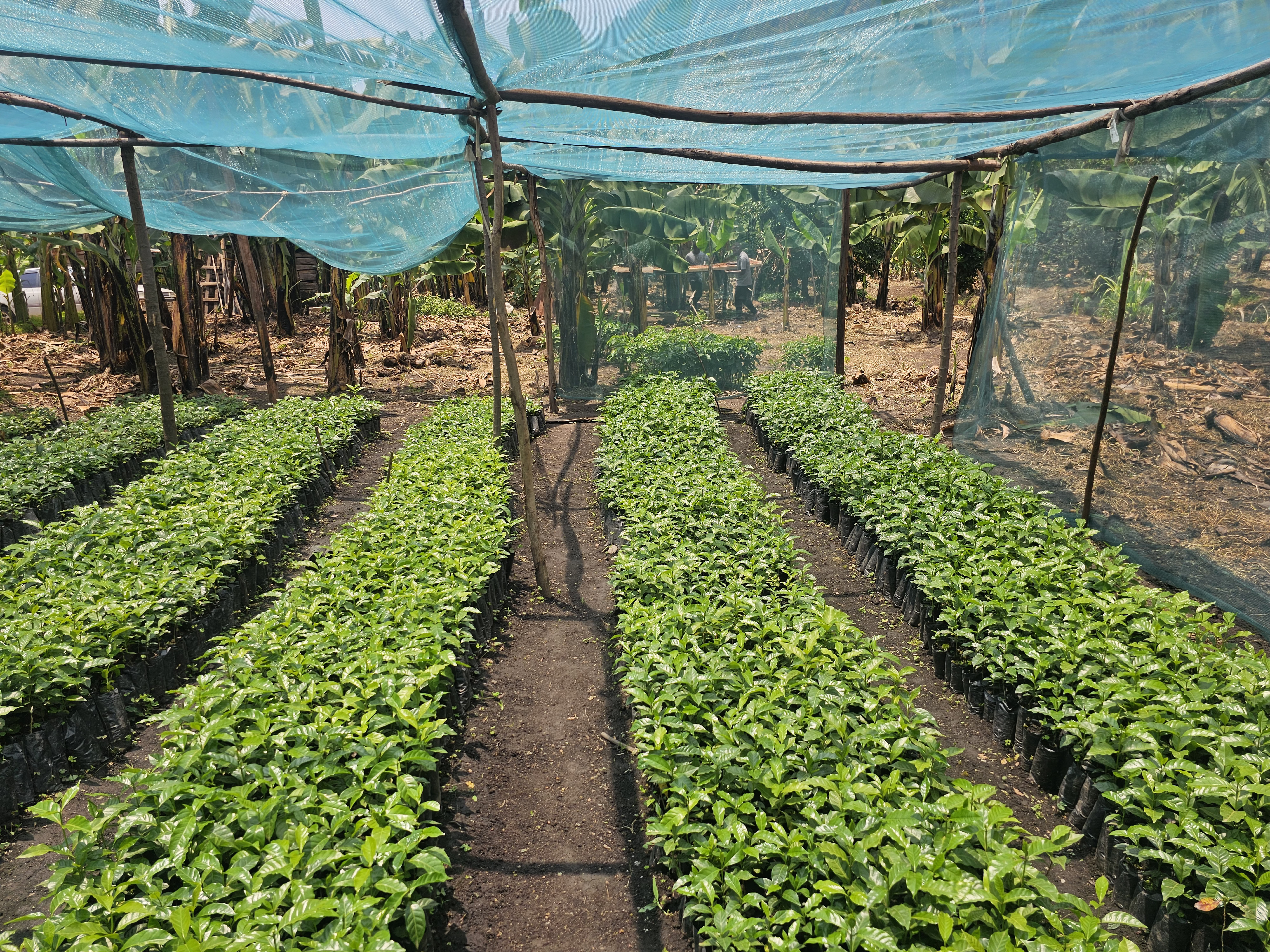 Rows of coffee seedlings in poly-bags under the blue shade netting of the estate nursery