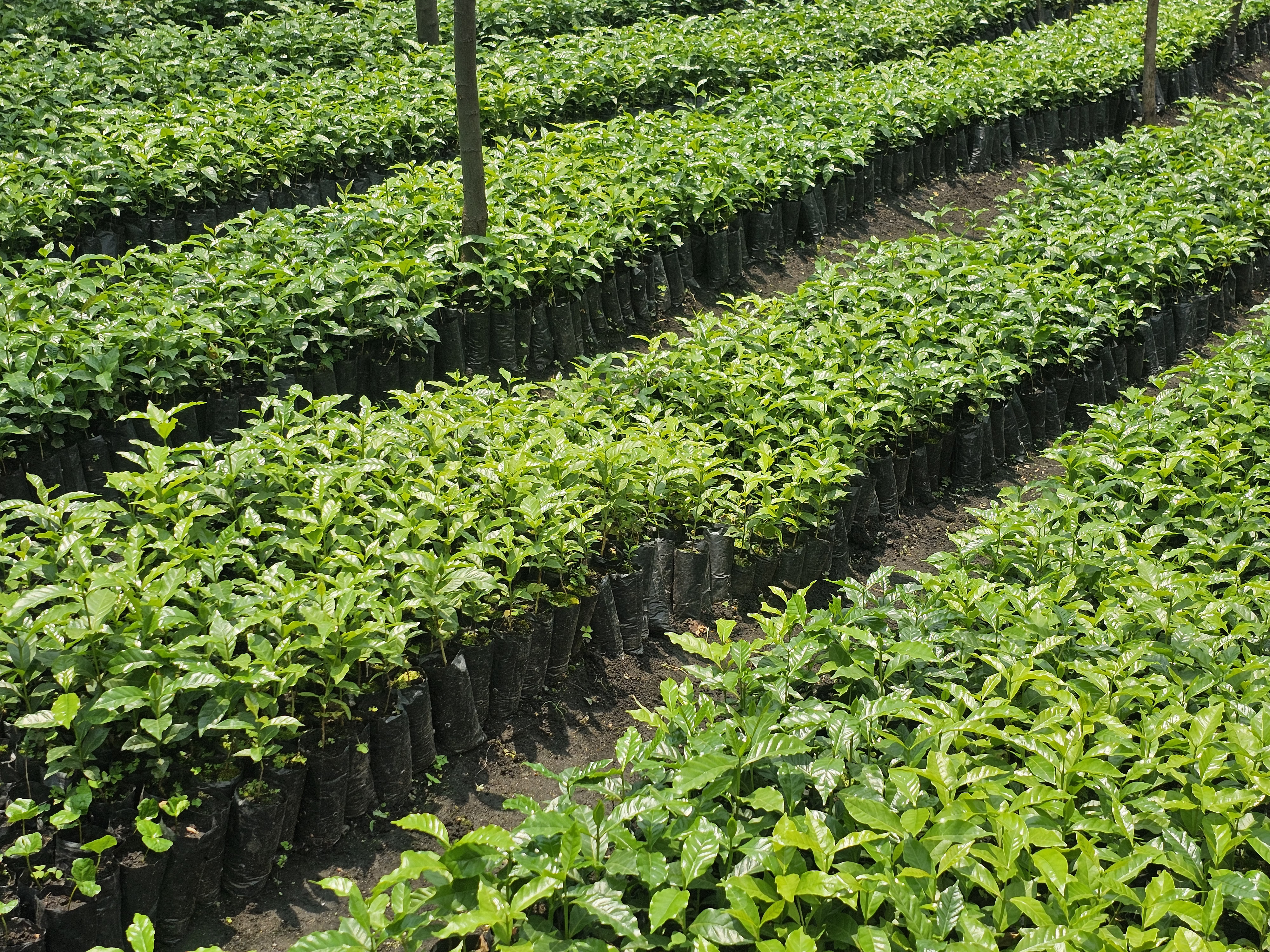 Healthy coffee seedlings filling the estate nursery beds