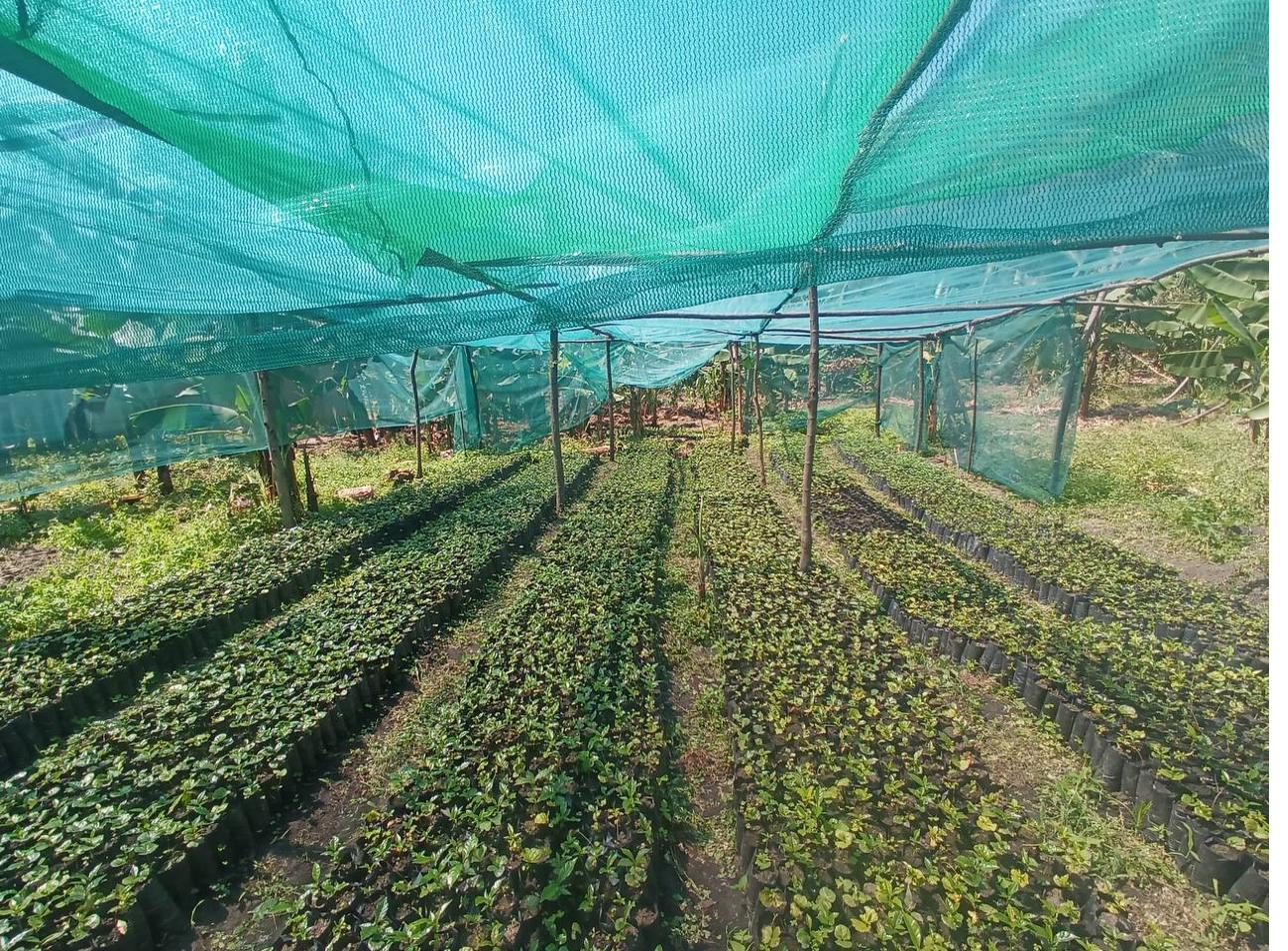 Rows of coffee seedlings under shade netting