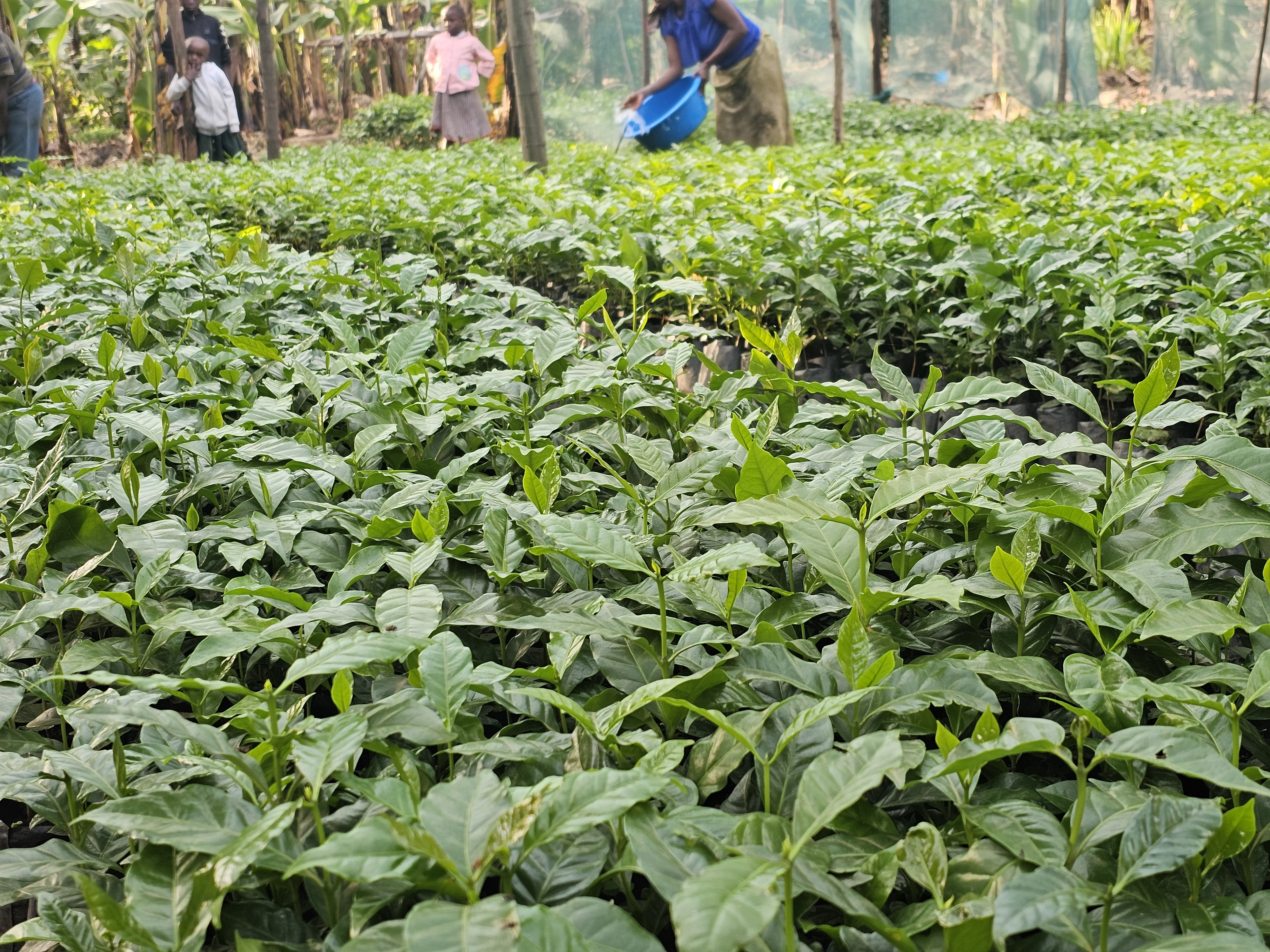Rows of young coffee seedlings in the estate nursery, with workers watering in the background