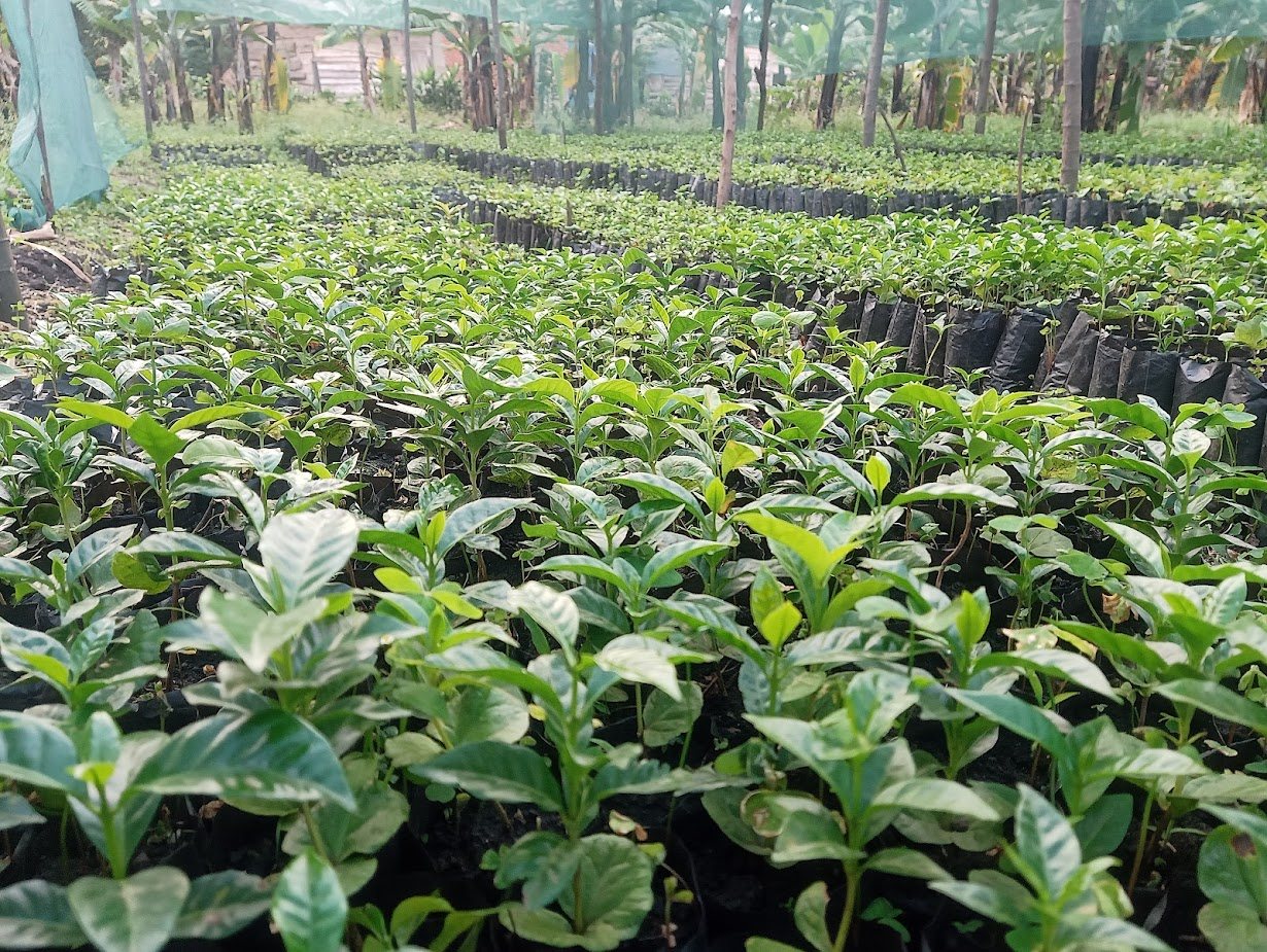Rows of coffee seedlings in poly-bags at the estate nursery under shade netting
