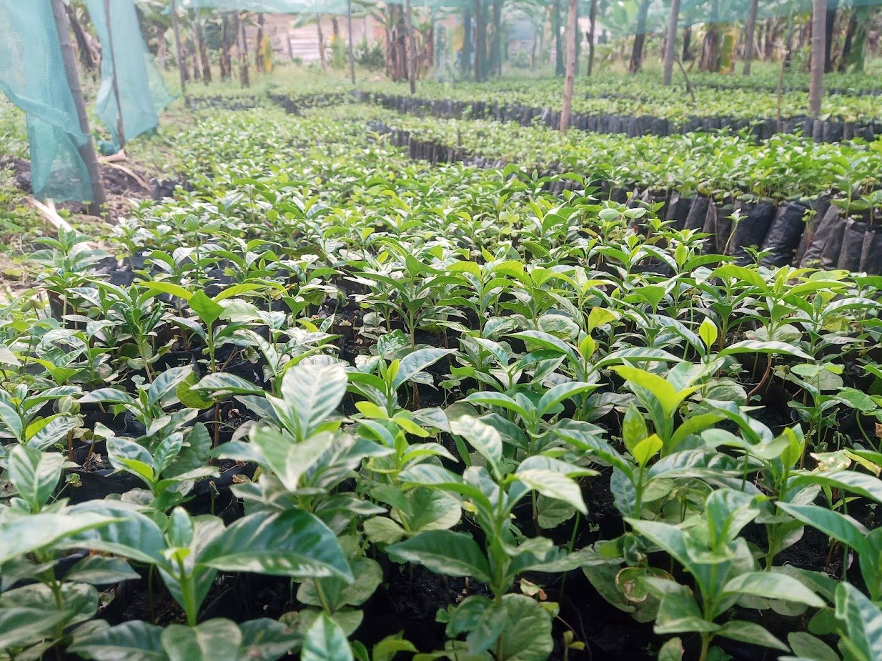 Healthy coffee seedlings filling the estate nursery beds