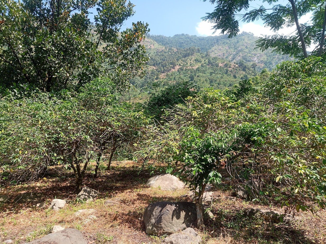 Coffee bushes on the estate with the Rwenzori mountains behind