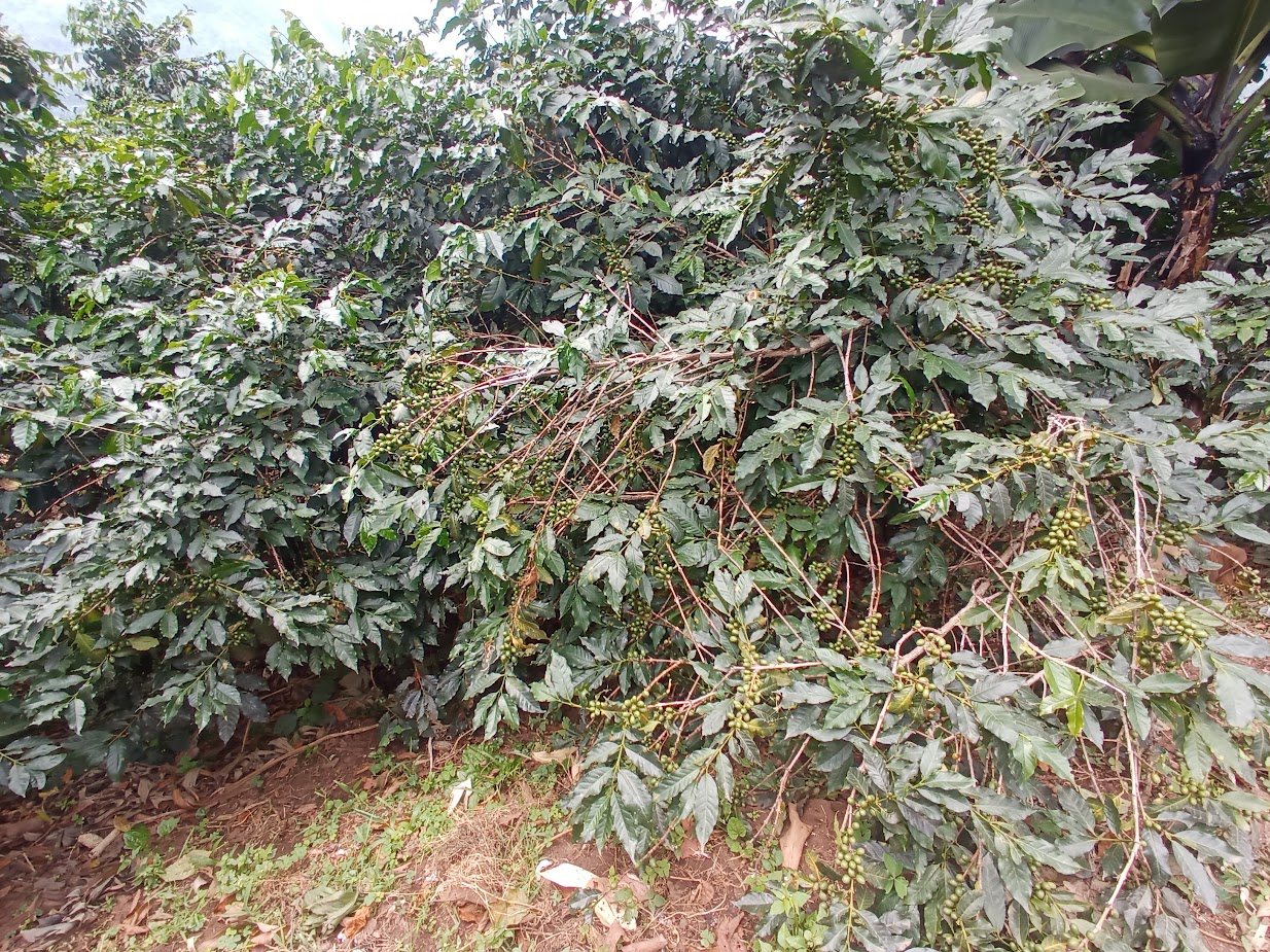 Dense coffee bushes on the estate laden with cherries