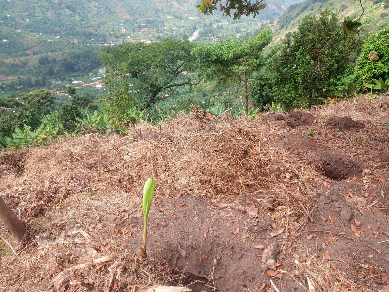 A young seedling newly planted on the cleared slope, with the Rwenzori valley below