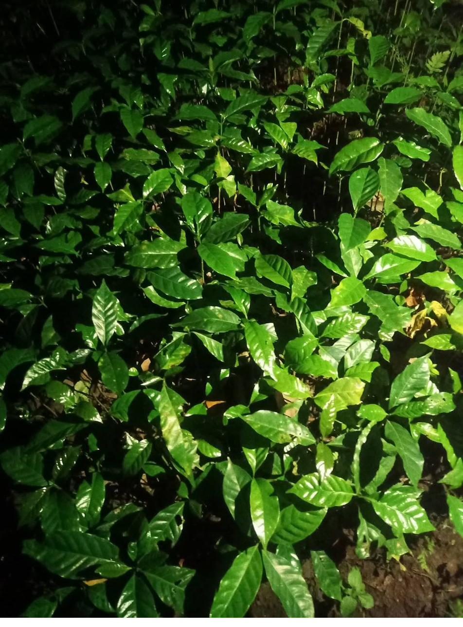 Young coffee seedlings growing in shade