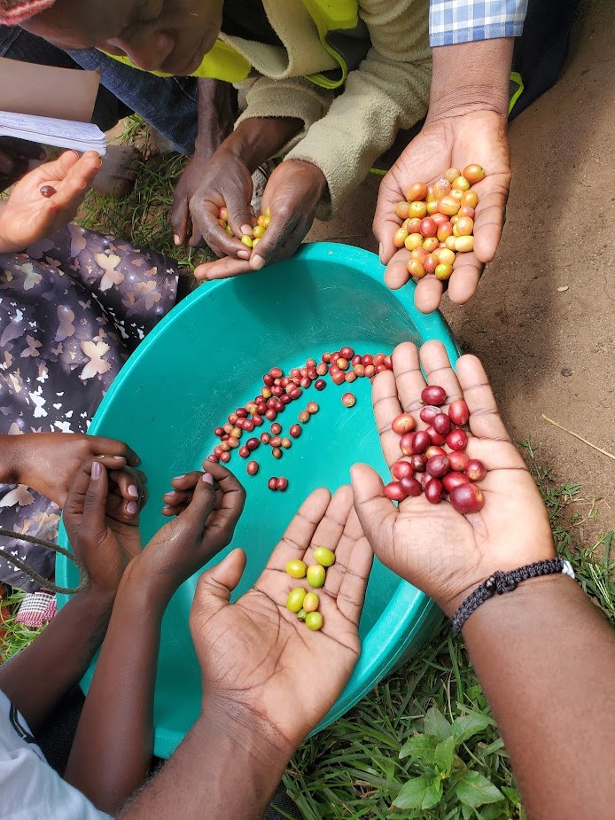 Several pairs of hands holding freshly picked coffee cherries over a shared basin during harvest
