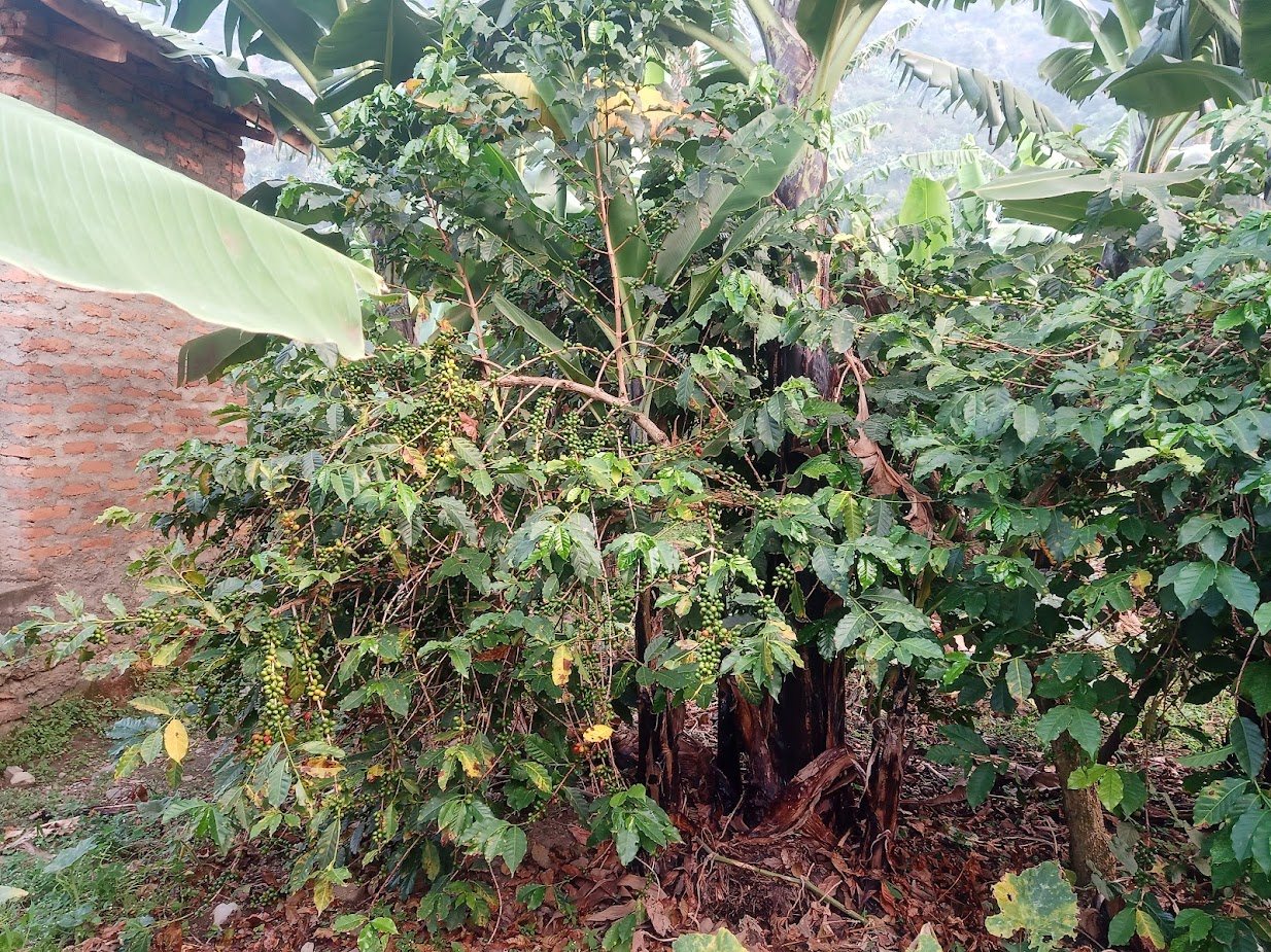 A coffee tree laden with green cherries under banana shade beside a brick wall
